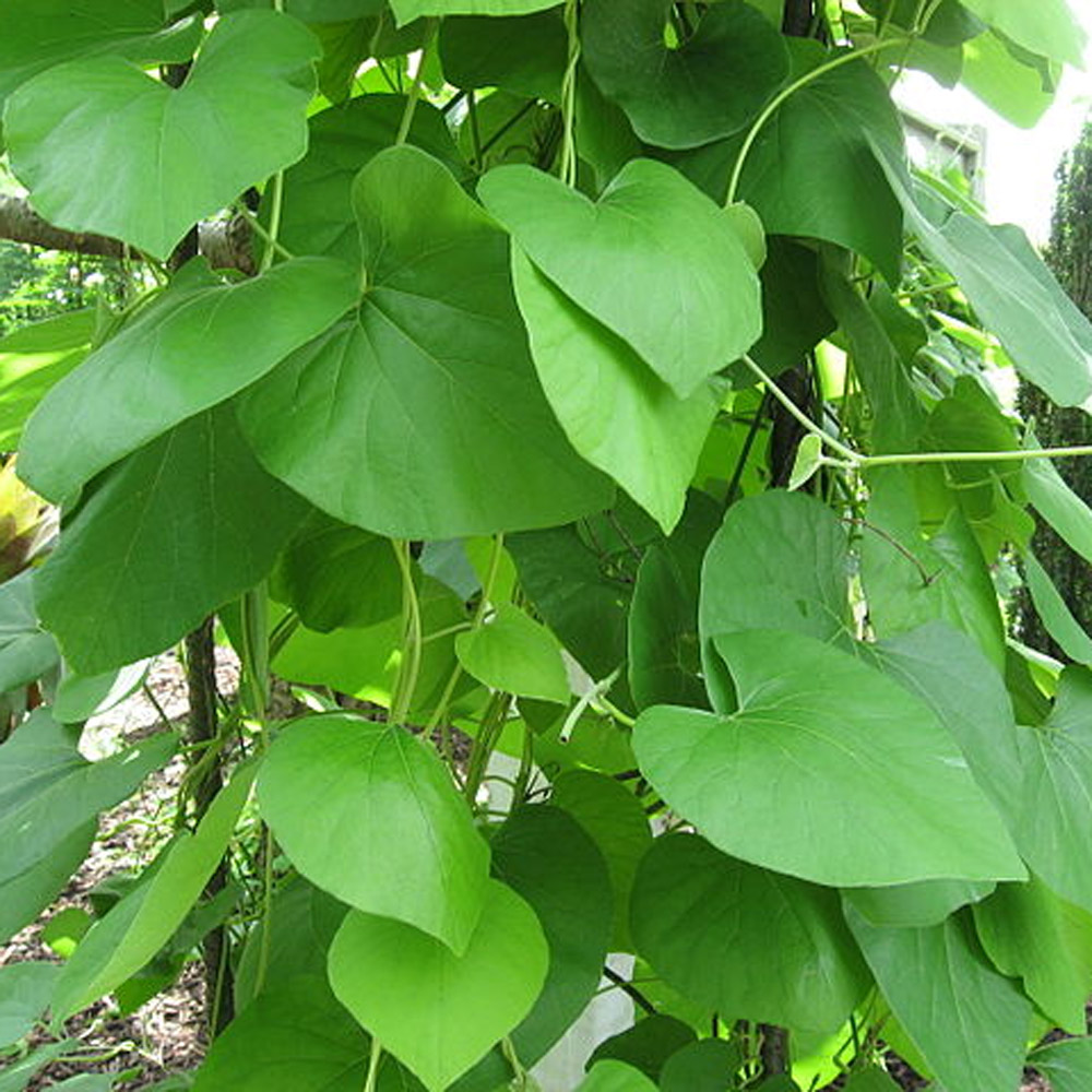 Aristolochia Tomentosa Dutchman S Pipe Sugar Creek Gardens