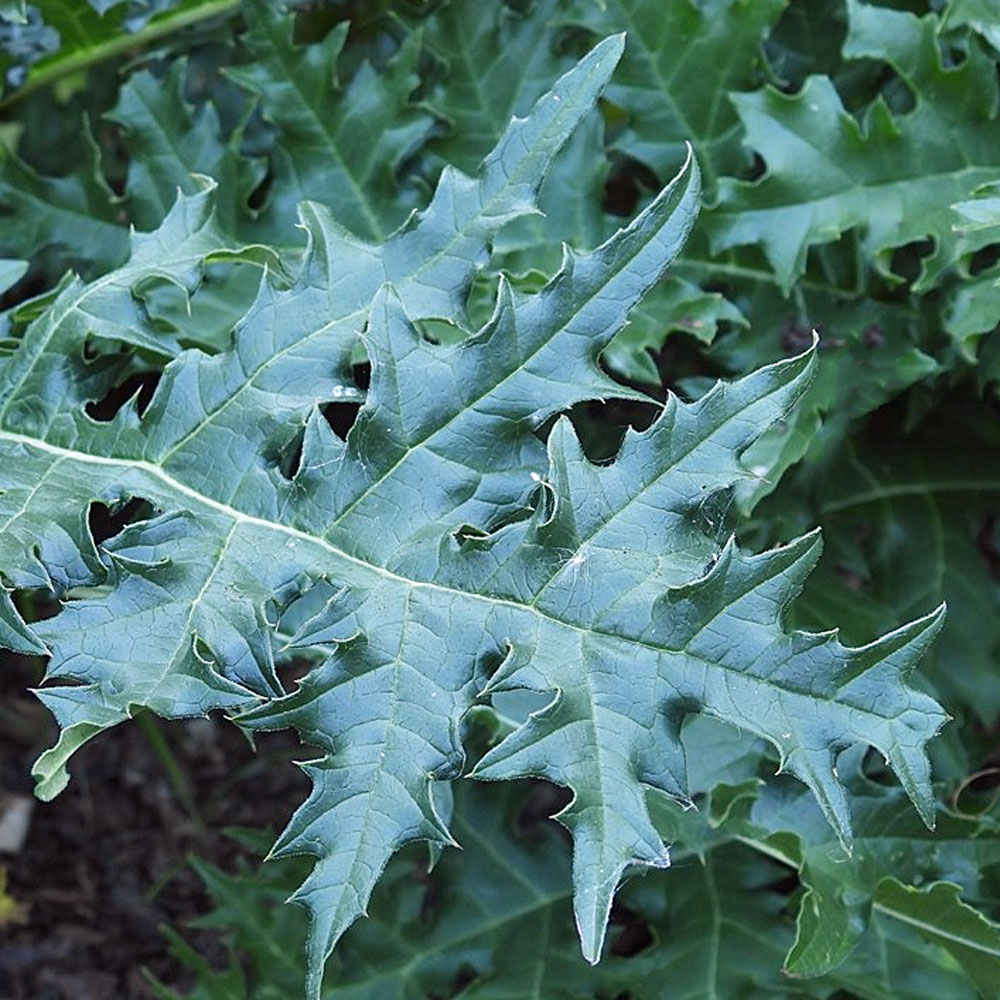 Acanthus spinosus – Bear’s Breeches