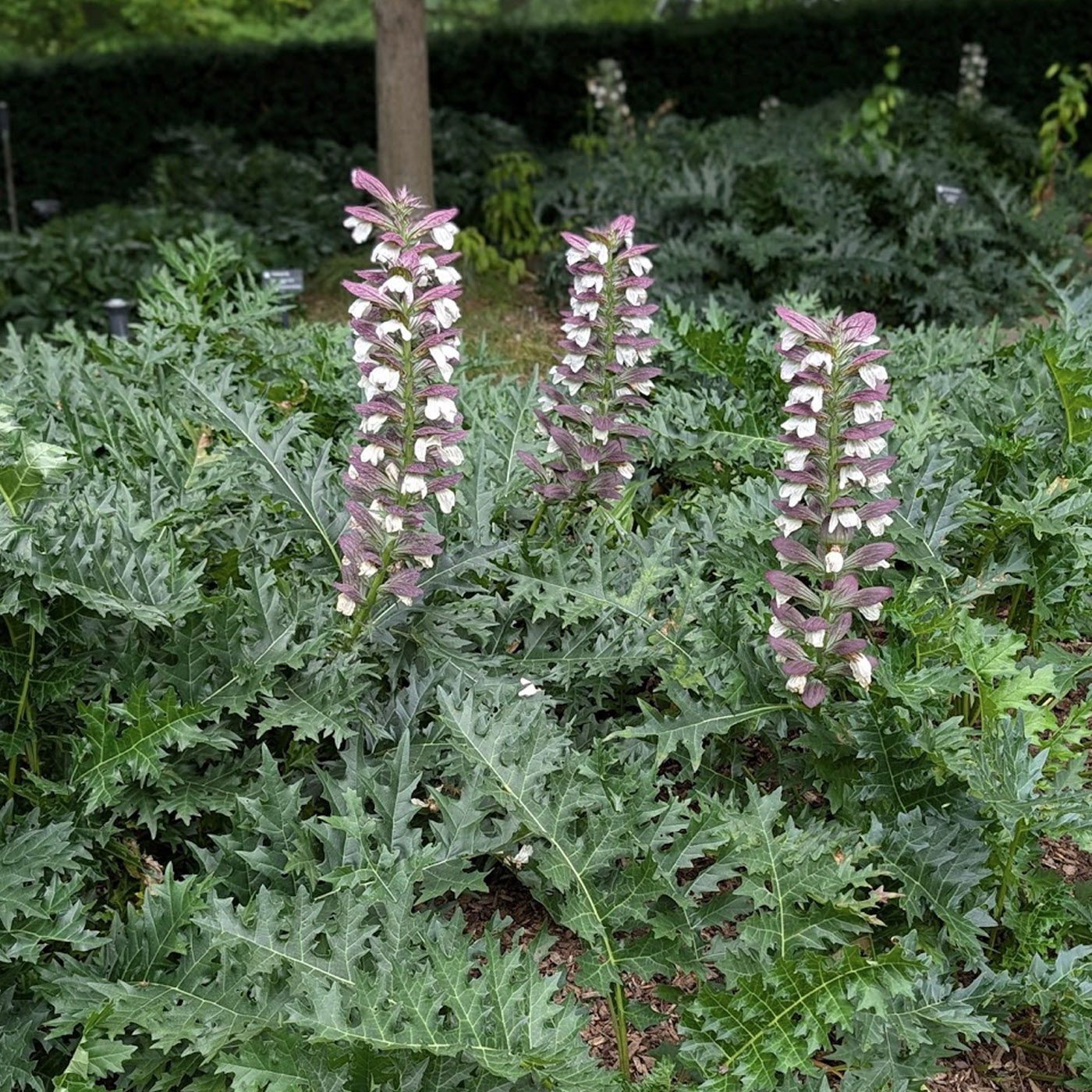 Centaurea ragusina - Silver Swirl Snowflake Dusty Miller - Sugar