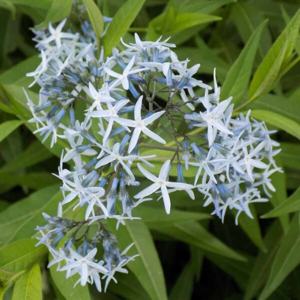 Amsonia tabermontana – Willowleaf Blue Star