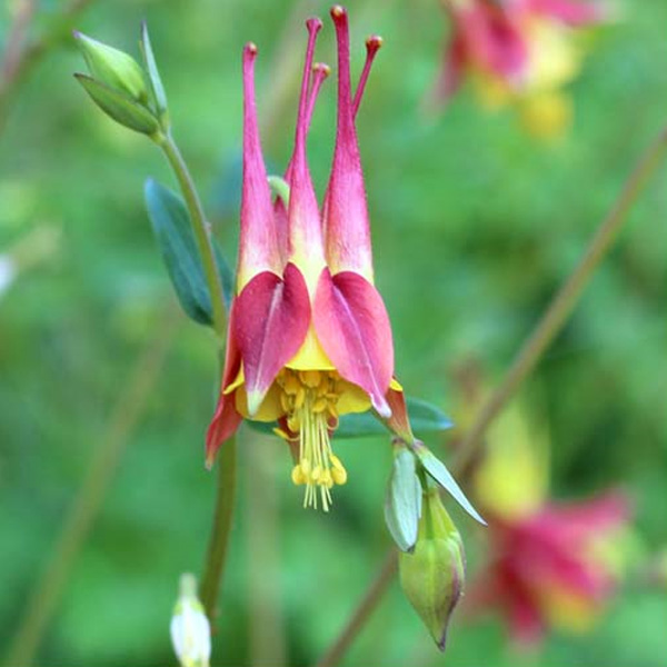 Aquilegia canadensis - Columbine - Sugar Creek Gardens