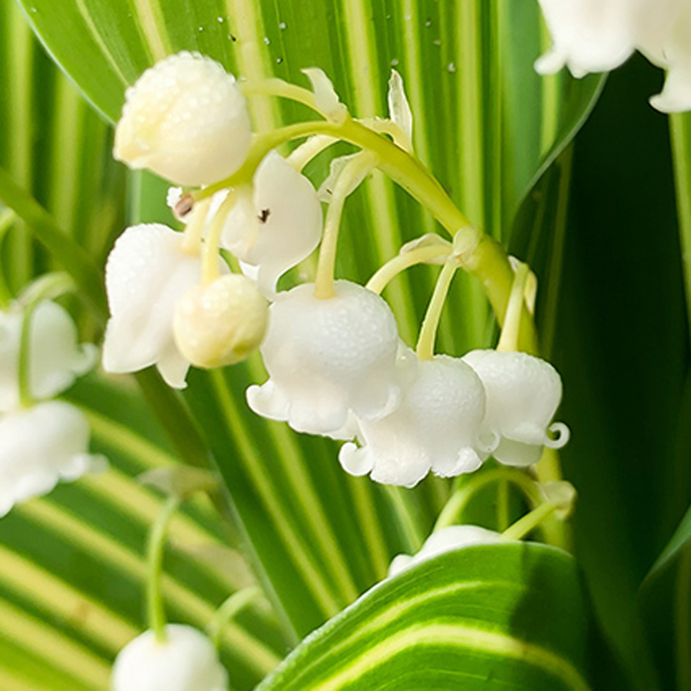 Lily of the Valley  Perennials – Great Garden Plants