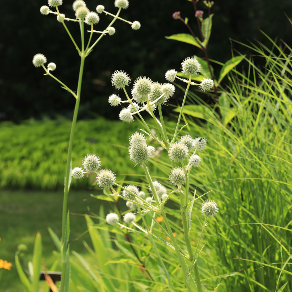 Eryngium yuccifolium – Rattlesnake Master