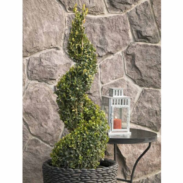 Buxus Green Tower Boxwood