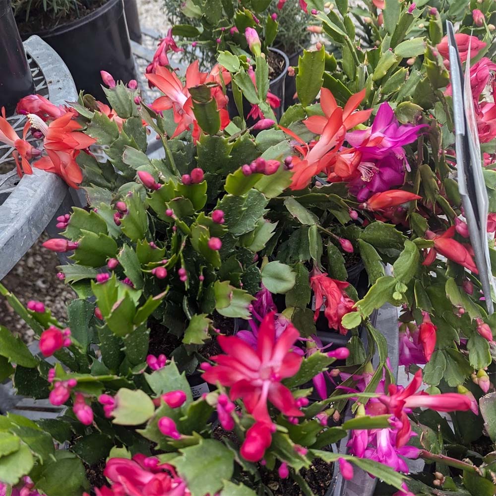 Christmas Cactus