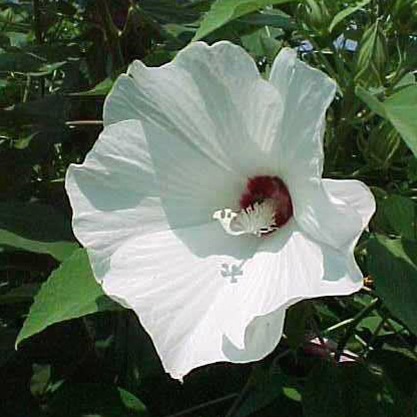 Missouri Native Plants Sugar Creek Gardens