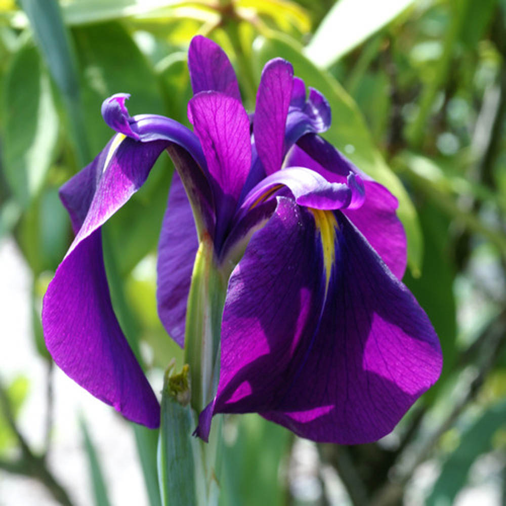 Iris ensata-japonais iris-cottage frontière étang marais jardin vivace 