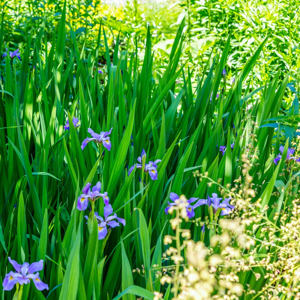 Iris virginica shrevei – Southern Blue Flag