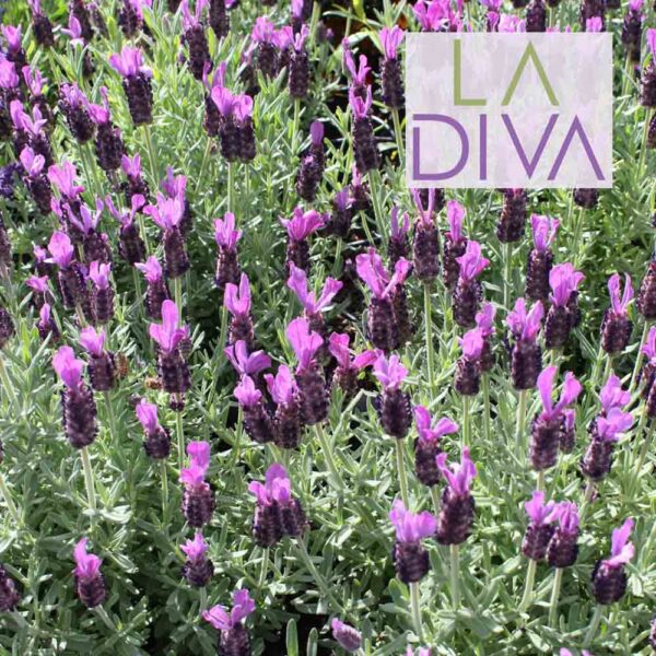 Lavandula La Diva Big Night Lavender
