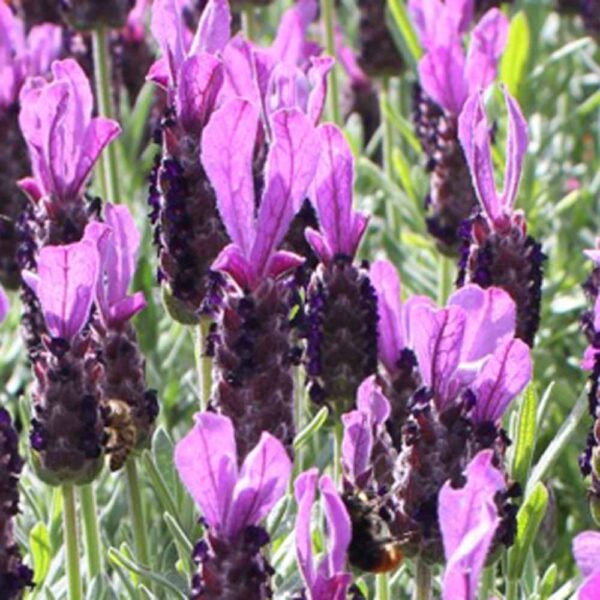 Lavandula stoechas 'Violet Lace'  Violet Lace Spanish Lavender –  Morningsun Herb Farm