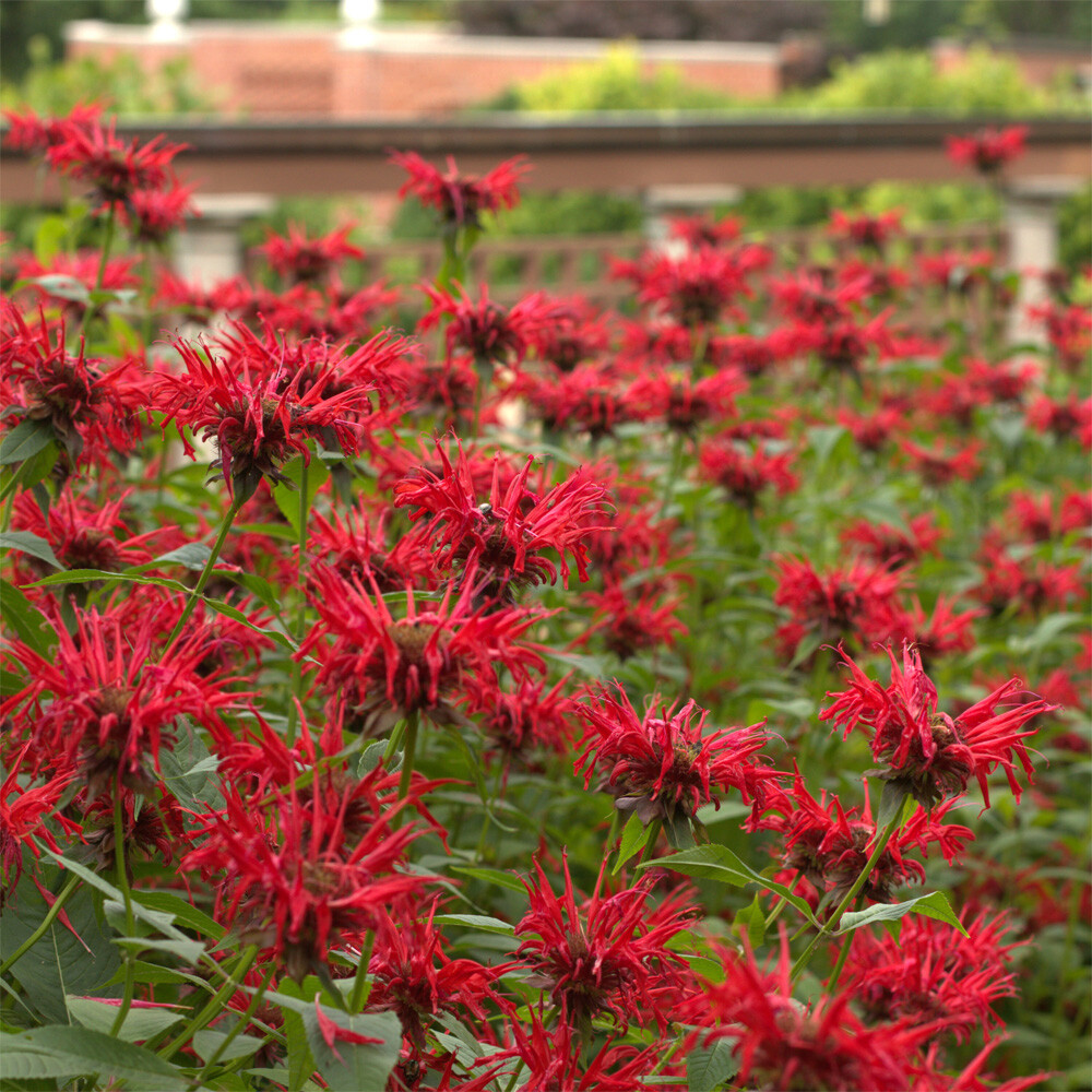 Monarda - Jacob Cline Bee Balm - Sugar Creek Gardens Sugar Creek