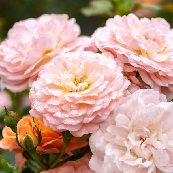 Rose Drift Apricot Ground Cover Rose