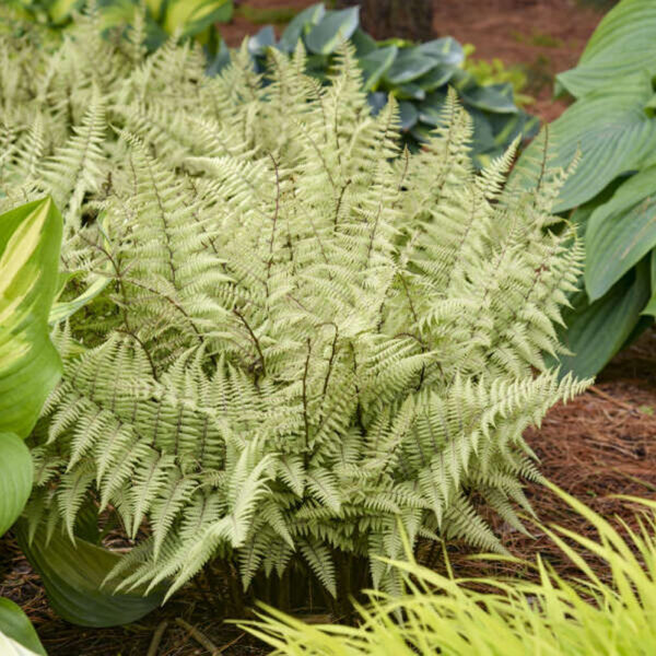 Hardy Ferns - Sugar Creek Gardens