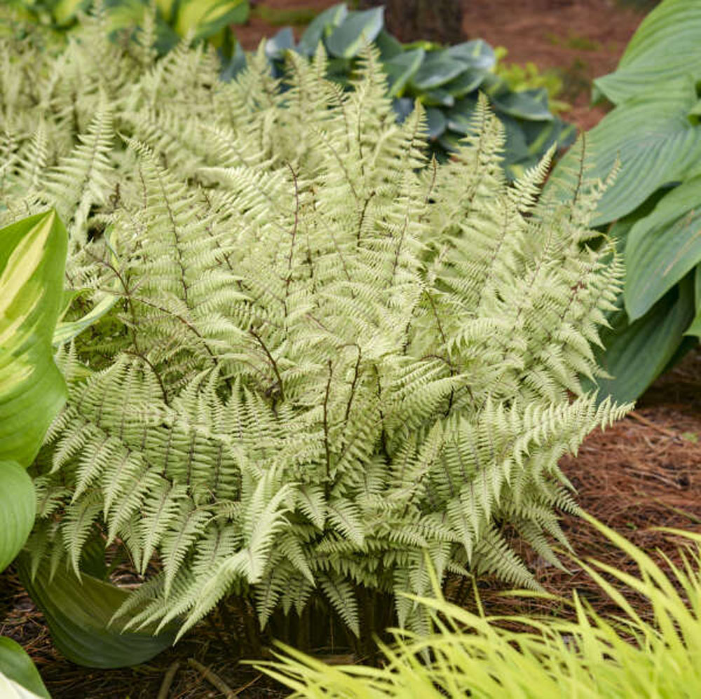 Cold Hardy Ferns