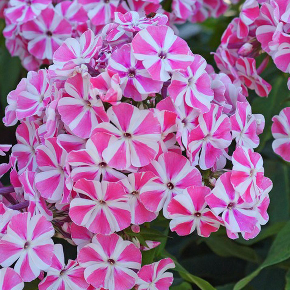 Phlox paniculata – Peppermint Twist Garden Phlox