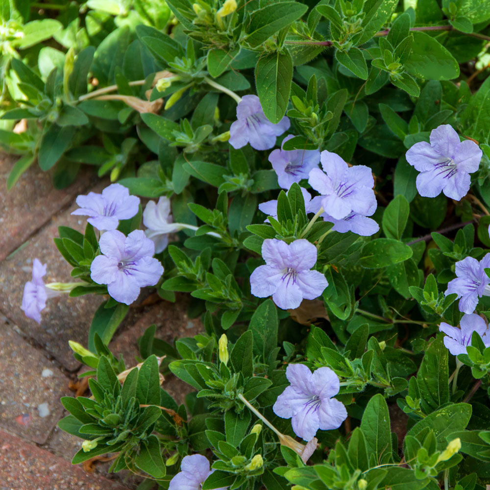 Ruellia hymilis – Wild Petunia