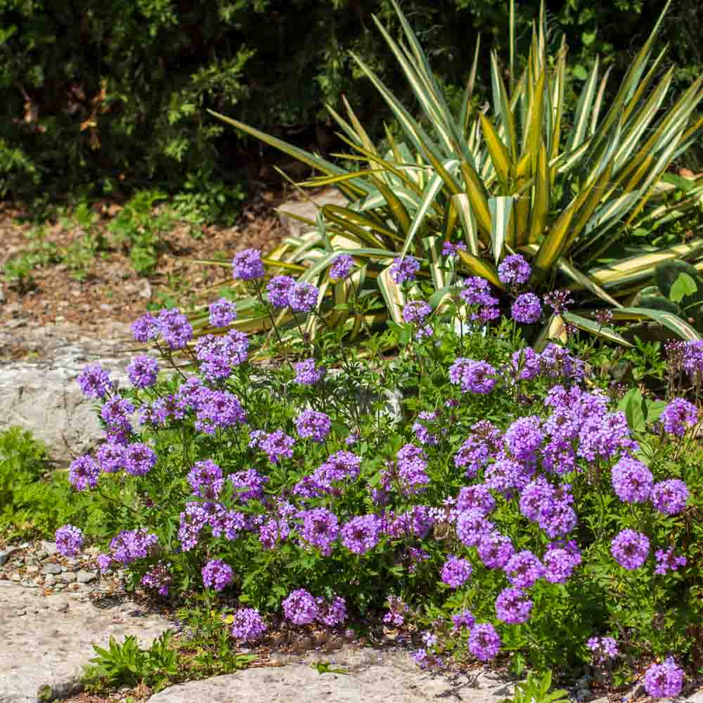 Verbena Canadensis - Rose Verbena - Sugar Creek Gardens