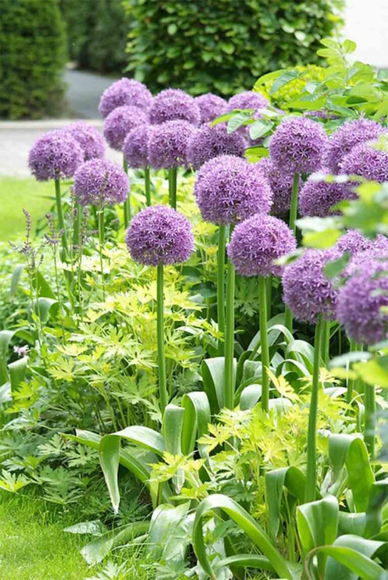 Allium Globemaster Ornamental Onion - 1 Bulb - Sugar Creek Gardens