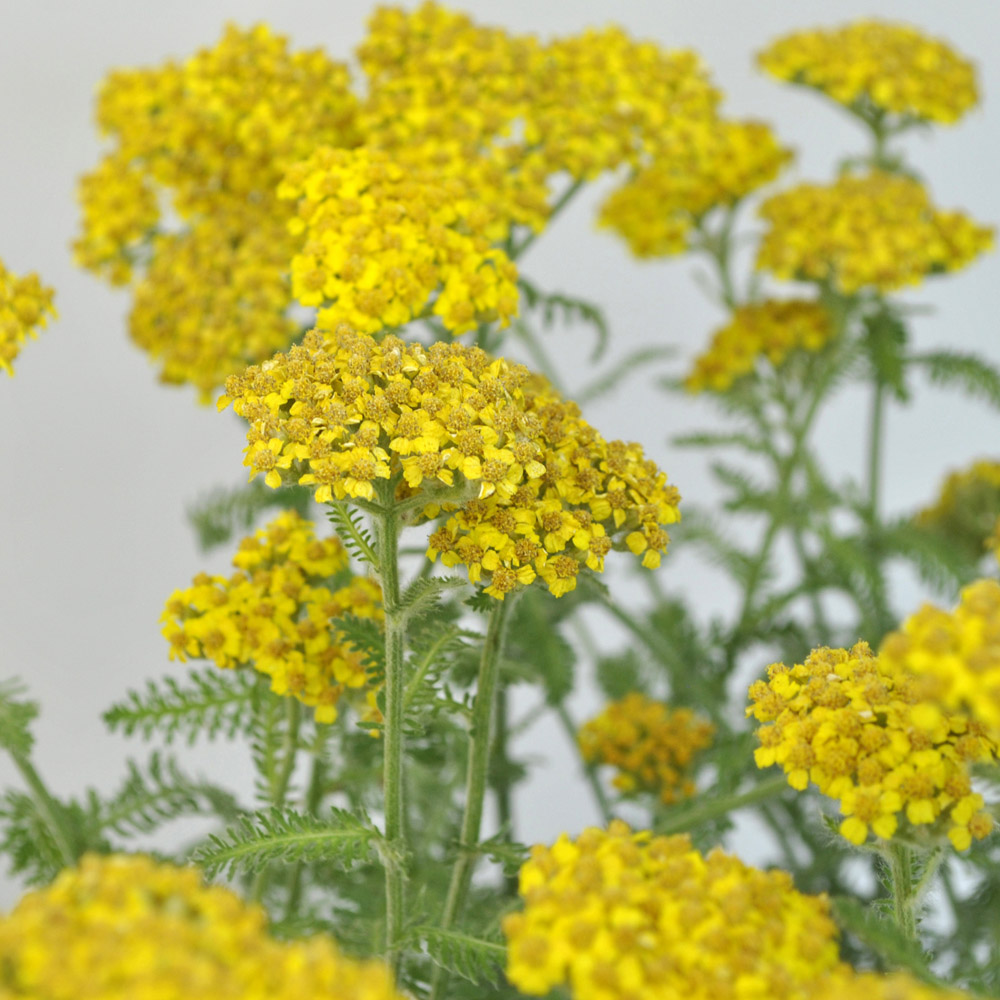 Achillea – Little Moonshine Yarrow