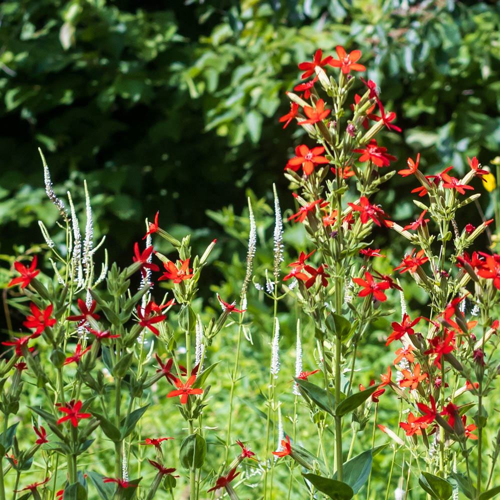 Silene regia – Royal Catchfly