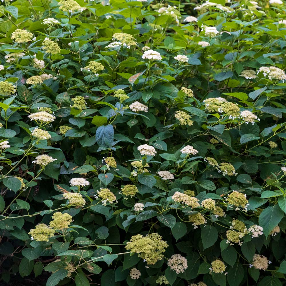 Hydrangea arborescens – Smooth Hydrangea