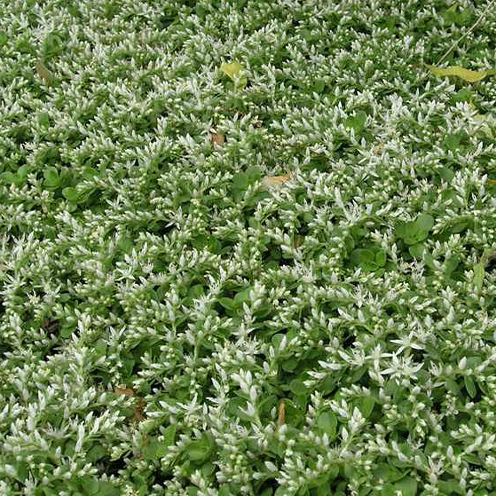 Sedum ternatum – Three-Leafed Stonecrop