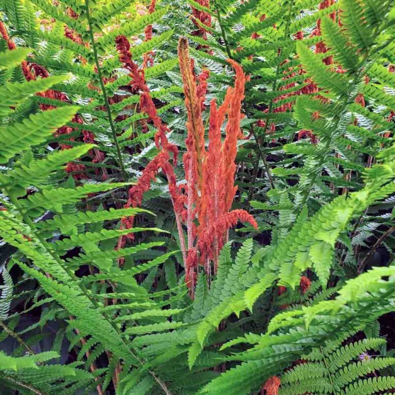 Osmundastrum cinnamomeum, Cinnamon Fern - Sugar Creek Gardens