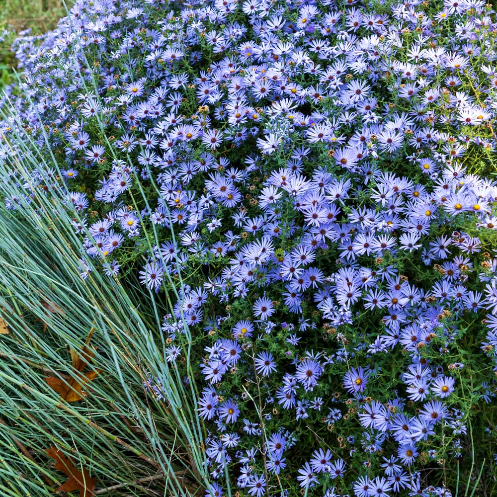 Aster oblongifolium – Aromatic Aster