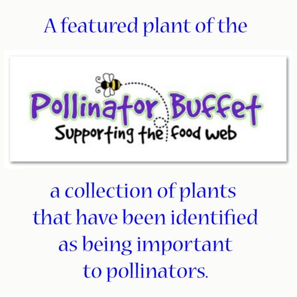 Pollinator Buffet