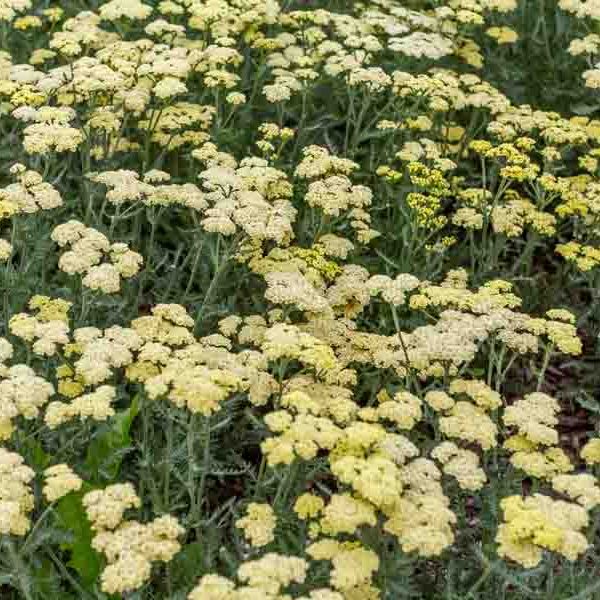 Perennials - Shop Sugar Creek Gardens