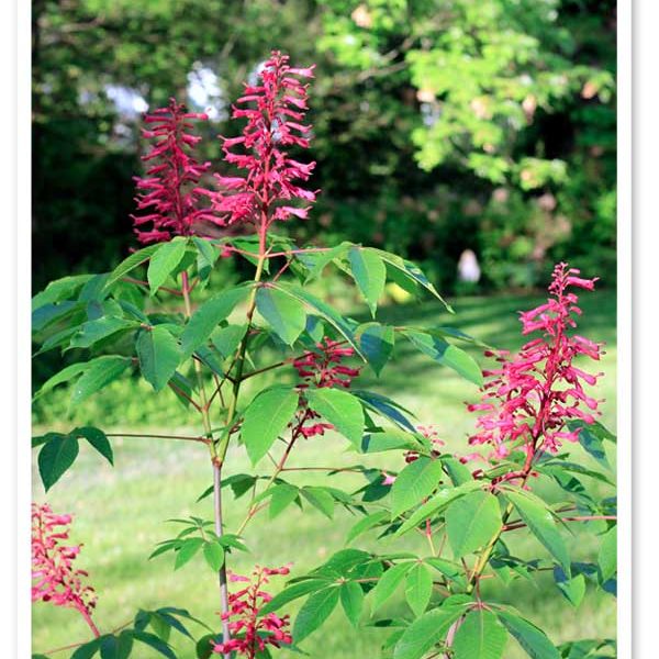 Aesculus Pavia, Red Buckeye