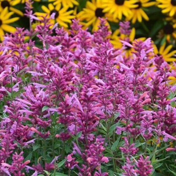 Chasmanthium latifolium River Mist Northern Sea Oats - Sugar Creek Gardens