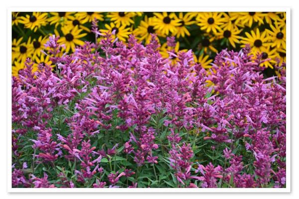 Agastache - Rosie Posie Hummingbird Mint - Sugar Creek Gardens