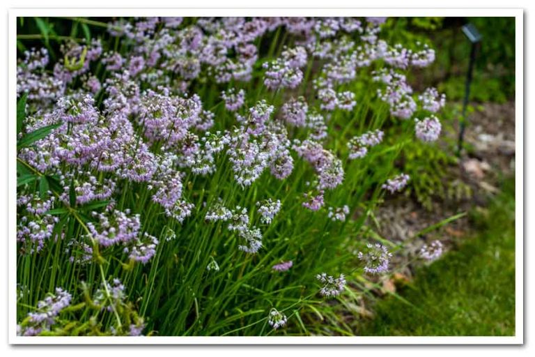 Allium cernuum Nodding Onion Sugar Creek Gardens