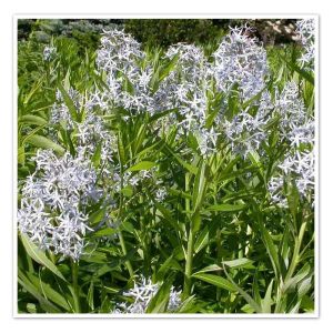 Amsonia illustris – Shining Blue Star
