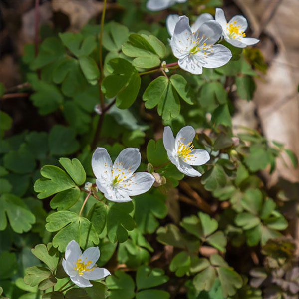 A delightful Missouri native, Rue Anemone, Anemonella thalictroides, charms us with white or soft pink dainty flowers and soft, three lobed leaves.