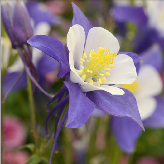 Columbine leaves turning purple