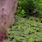 Asarum canadense - Wild Ginger - Sugar Creek Gardens