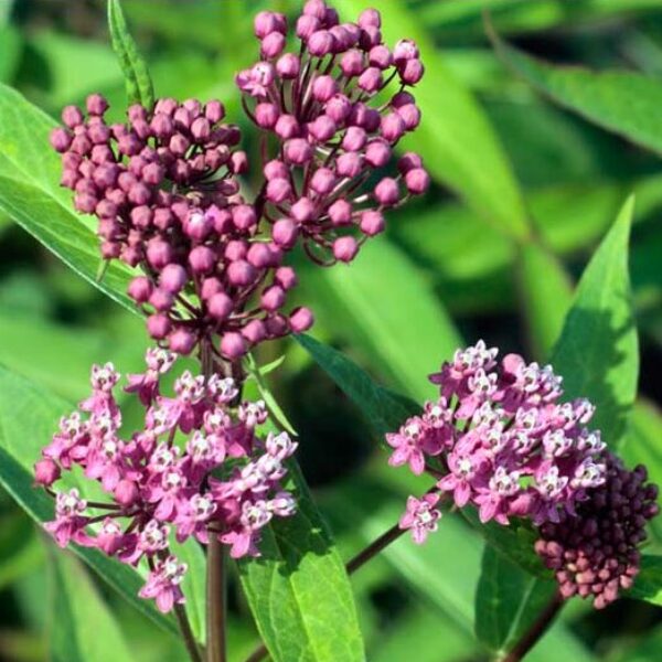 Missouri Native Plants - Sugar Creek Gardens