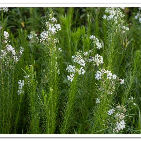 Asclepias verticillata – Whorled Milkweed