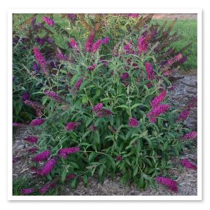 Buddleia – Queen of Hearts Butterfly Bush
