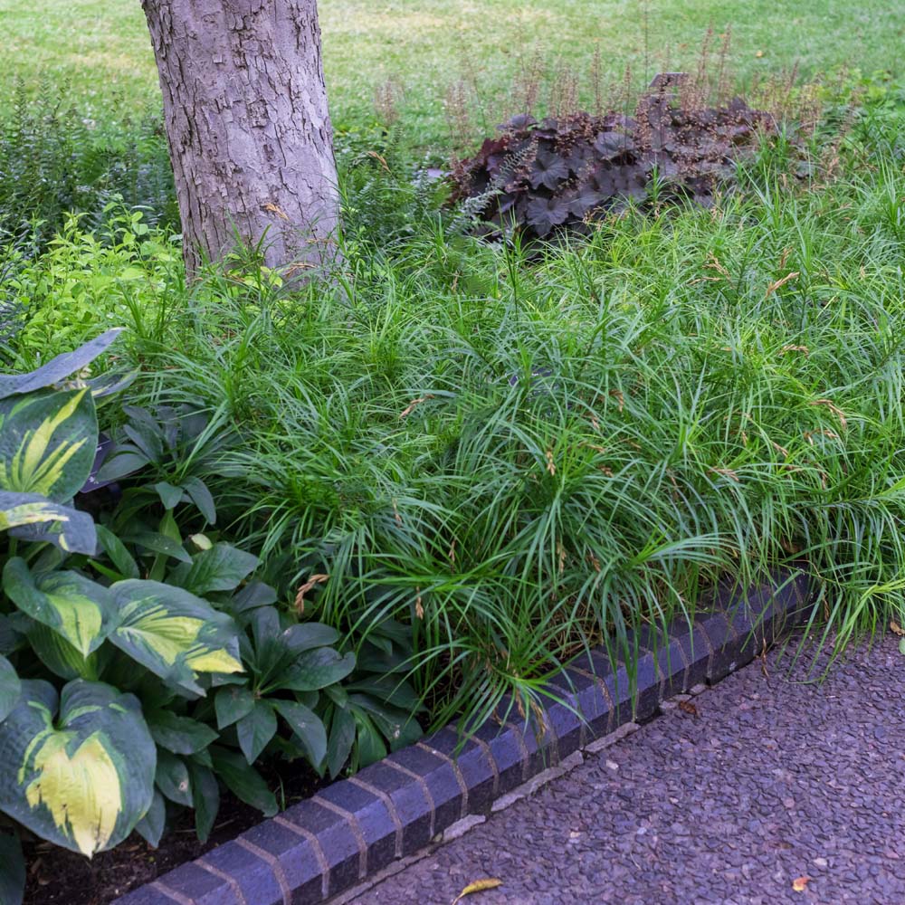 Carex muskingumensis – Palm Sedge