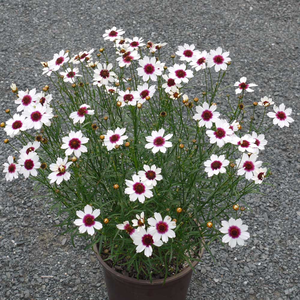 Coreopsis – Ice Wine Tickseed