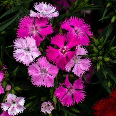 Dianthus – Rockin’ Pink Magic Pinks