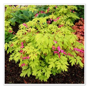 Dicentra spectabilis – Gold Heart Old Fashioned Bleeding Heart