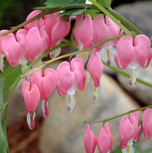 Dicentra spectabilis, Old Fashioned Bleeding Heart