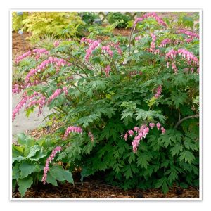 Dicentra spectabilis – Old Fashioned Bleeding Heart