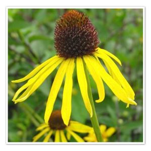 Echinacea paradoxa – Ozark Coneflower