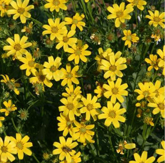 Are Daisies Annual, Biennial, or Perennial Plants?