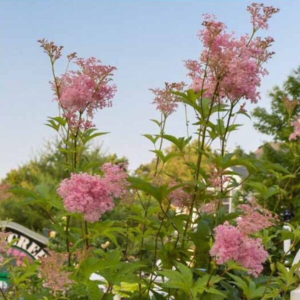 Missouri Native Plants Sugar Creek Gardens